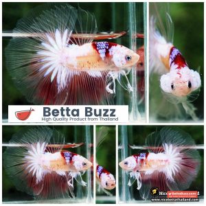 Betta Fish Tenjo Koi White Star OHM