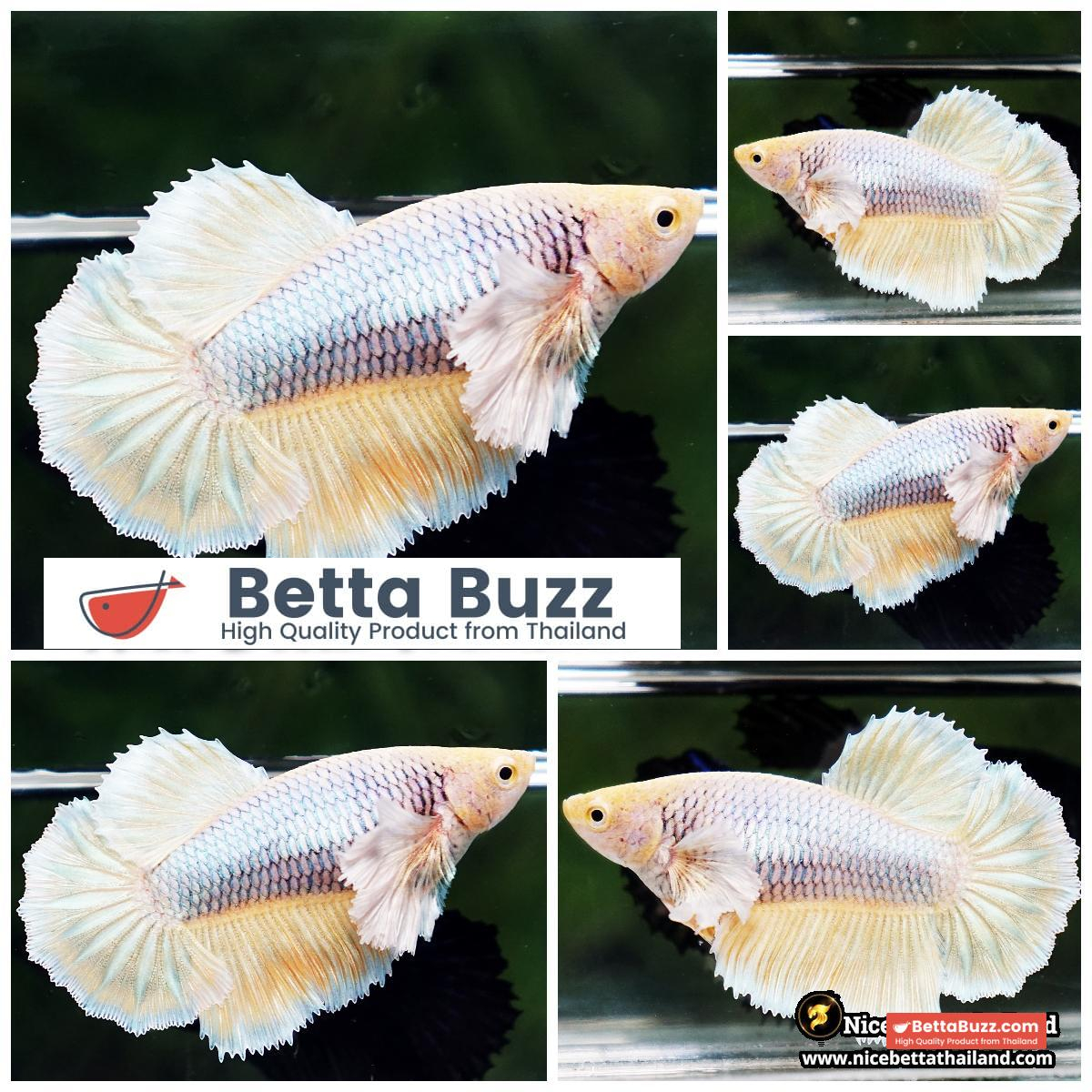 Queen Betta Fish Yellow Metallic Pink Dumbo HM