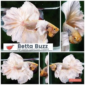 Betta Fish Prince of Gold Copper Net Dumbo (Feather tail)
