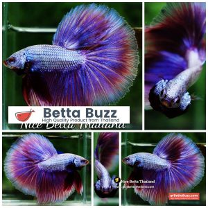 Betta Fish Purple Royal Pony Lavender HM