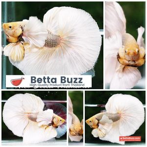 Betta Fish Gold Copper Net Dumbo OHM