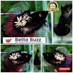 Betta fish Killer Shadow Black Star Warrior Butterfly (Ultra Rare) OHM