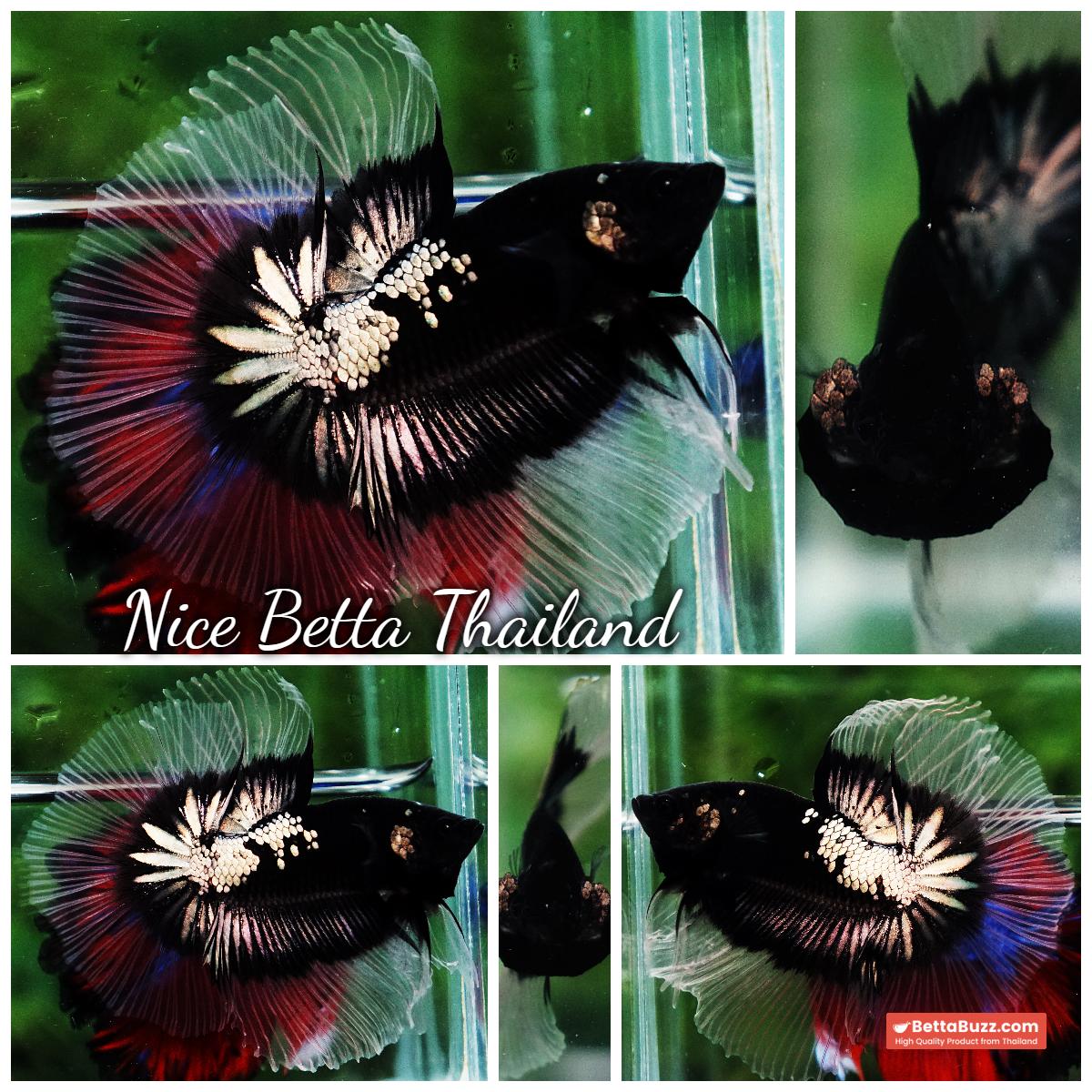 Betta fish Killer Shadow Black Star Warrior Butterfly (Ultra Rare) OHM - Image 9