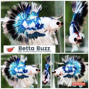Betta Fish Fancy Magical Marble Tricolor Sky Hawk OHM