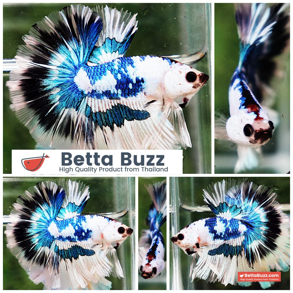 Betta Fish Fancy Magical Marble Tricolor Sky Hawk OHM