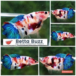 Female Betta Fish Blue Koi Galaxy HM