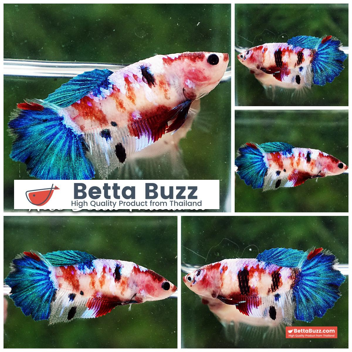 Female Betta Fish Blue Koi Galaxy HM