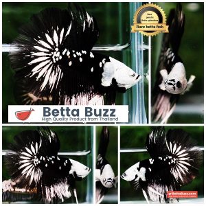 Betta fish Killer Shadow Black Star Full Helmet Samurai (Ultra Rare) HM