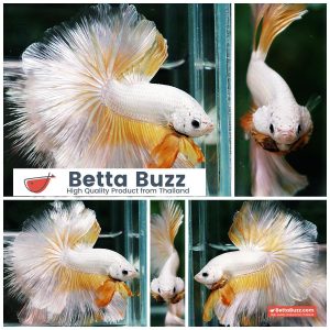 Betta Fish Gold Dragon Butterfly Hawk Rosetail OHM