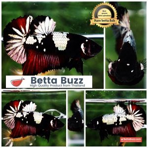 Betta Fish Dark Killer Vampire Warrior HMPK (Ultra Rare)