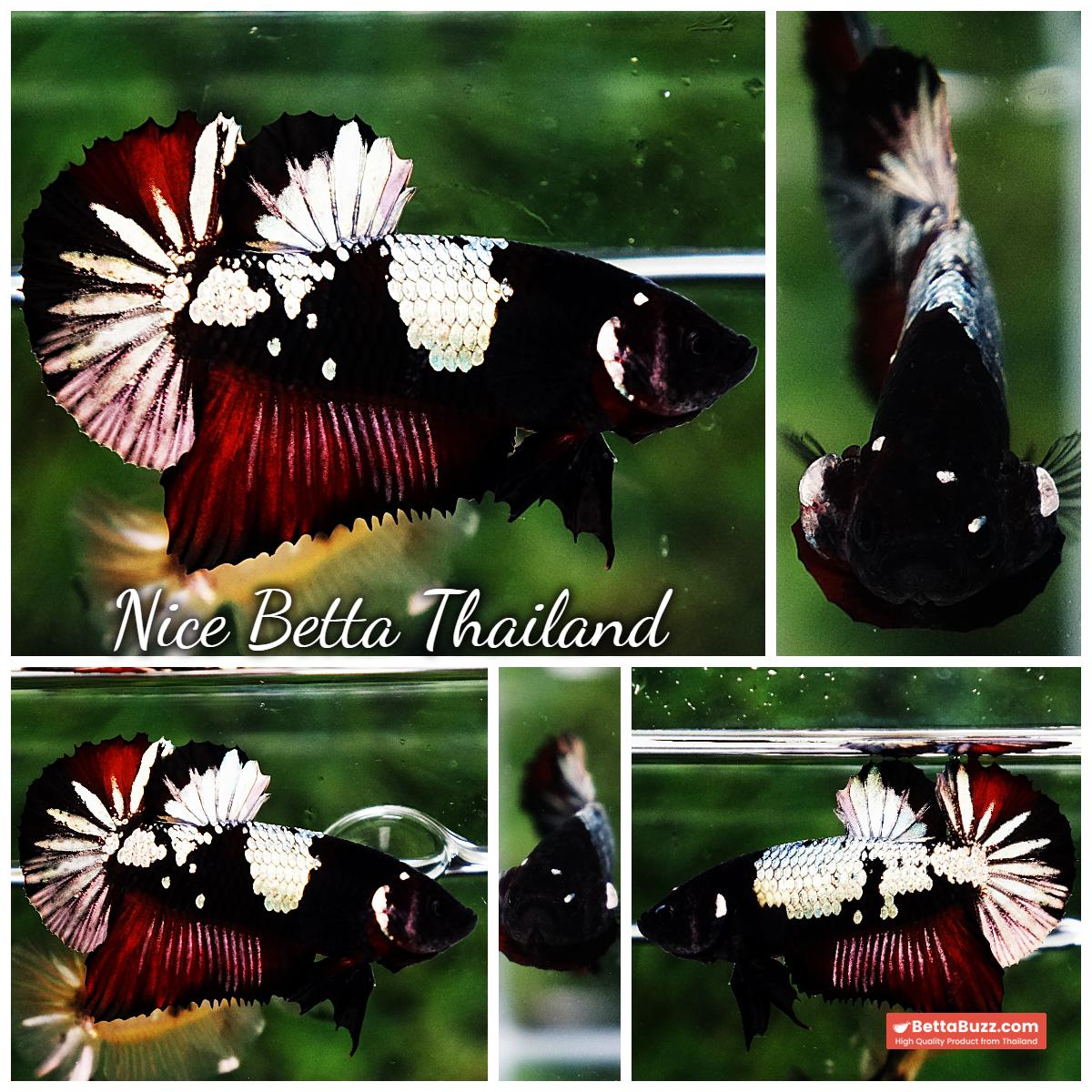 Betta Fish Dark Killer Vampire Warrior HMPK (Ultra Rare) - Image 9