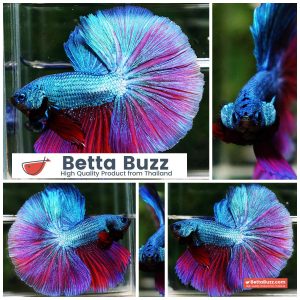 Betta Fish King Purple Emerald Royal Lavender OHM