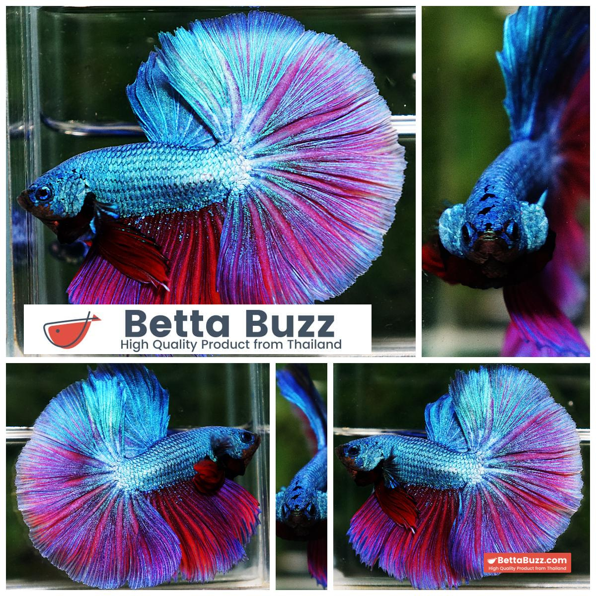 Betta Fish King Purple Emerald Royal Lavender OHM