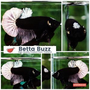 Betta Fish Black Hole Copper Moon Head OHMPK