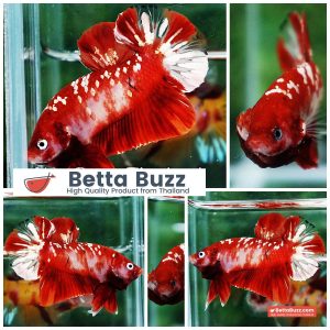 Betta Fish Koi Red Gold Galaxy HMPK