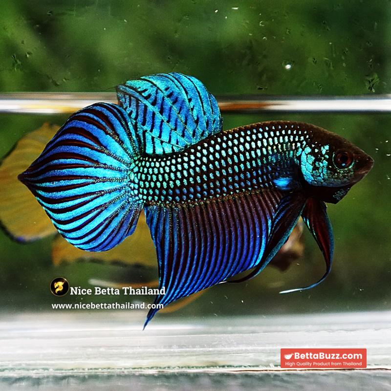 Wild Betta Fish Mahachainis Spade tail - Image 4
