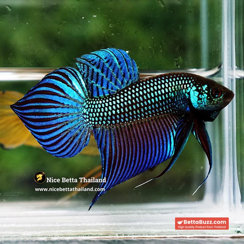 Wild Betta Fish Mahachainis Spade tail