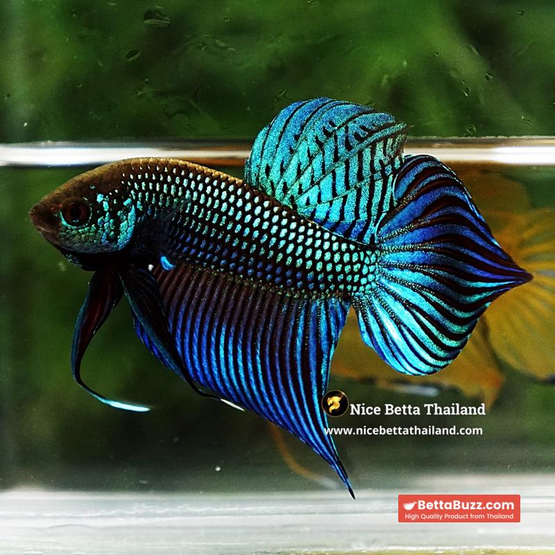 Wild Betta Fish Mahachainis Spade tail - Image 3
