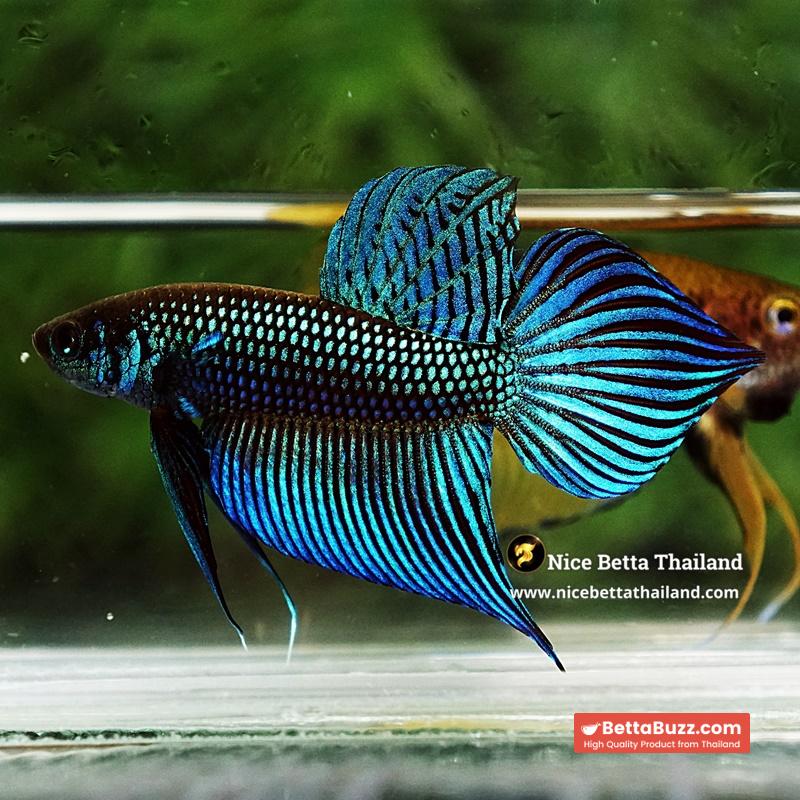 Wild Betta Fish Mahachainis Spade tail - Image 5