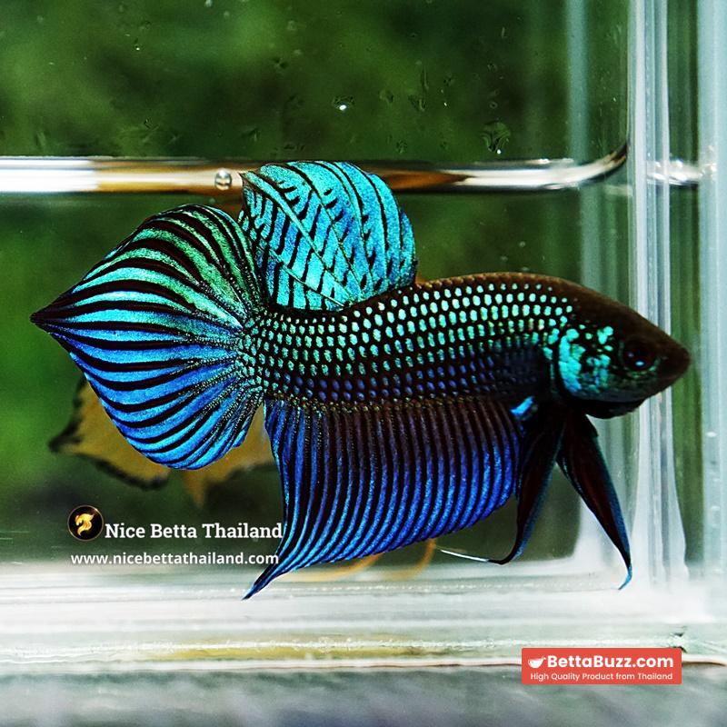 Wild Betta Fish Mahachainis Spade tail - Image 6