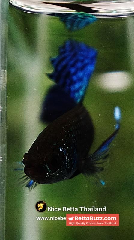 Wild Betta Fish Mahachainis Spade tail - Image 7