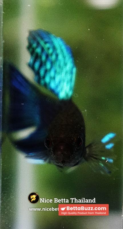 Wild Betta Fish Mahachainis Spade tail - Image 8