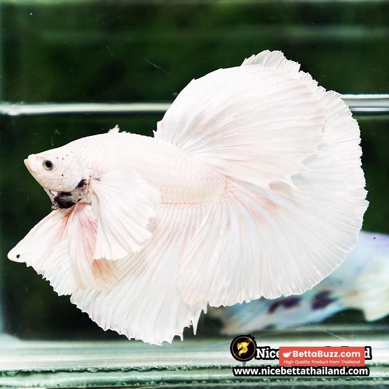 Betta Fish Unicorn Sparkle Platinum Dumbo HM - Image 6