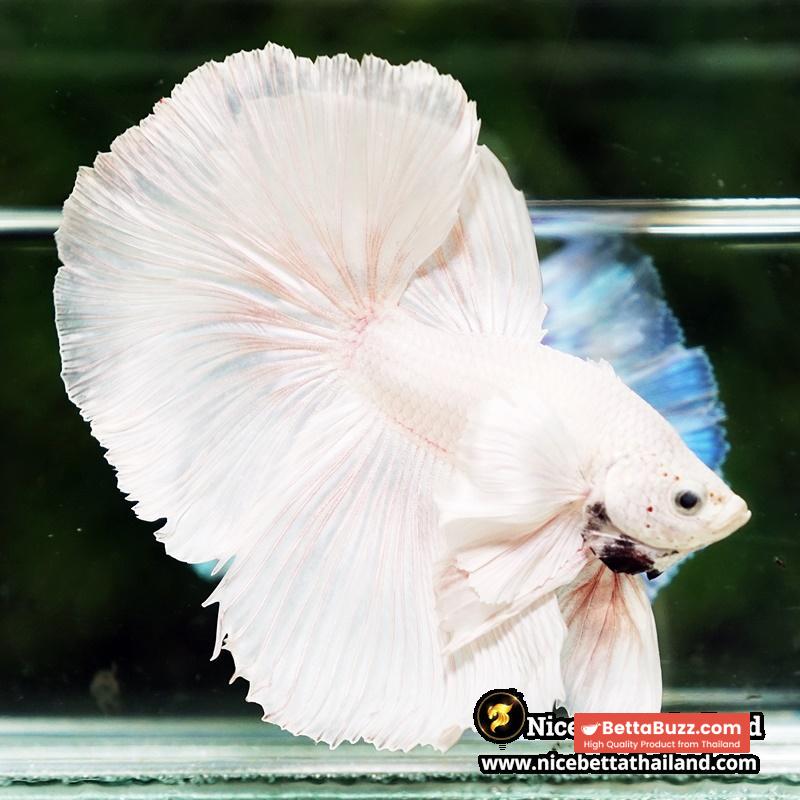 Betta Fish Unicorn Sparkle Platinum Dumbo HM - Image 4
