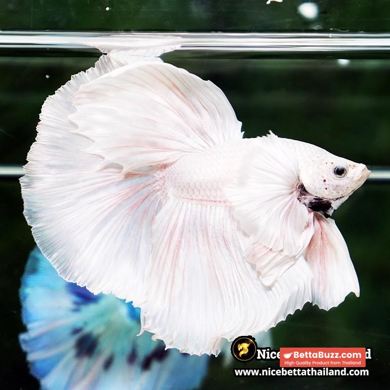 Betta Fish Unicorn Sparkle Platinum Dumbo HM - Image 2