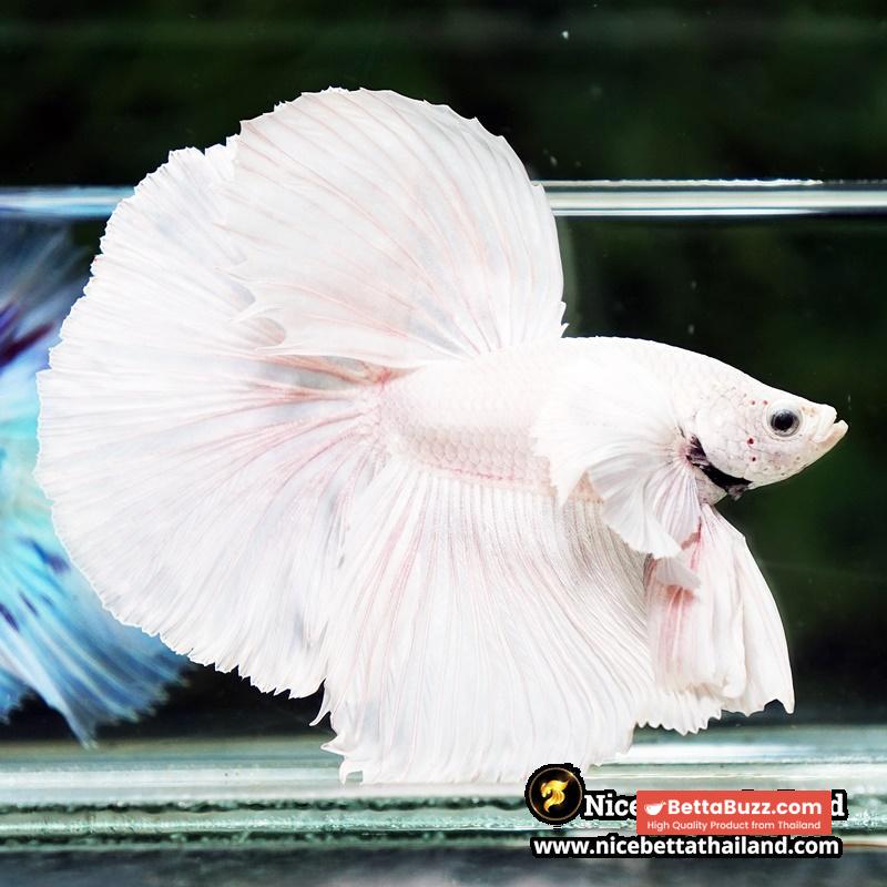 Betta Fish Unicorn Sparkle Platinum Dumbo HM - Image 7