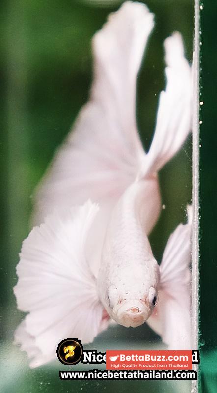 Betta Fish Unicorn Sparkle Platinum Dumbo HM - Image 8