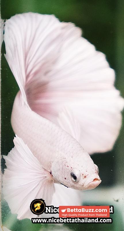 Betta Fish Unicorn Sparkle Platinum Dumbo HM - Image 9