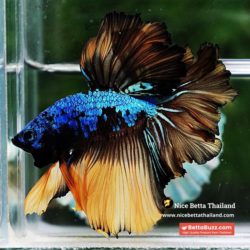 Betta Fish Blue Mustard Gas Feather tail OHM - Image 3