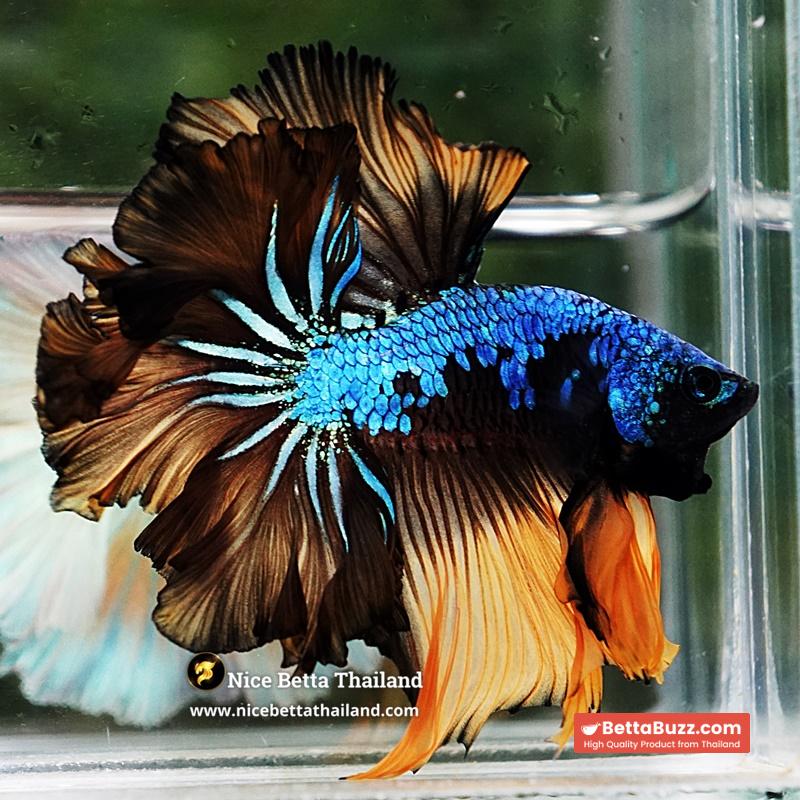 Betta Fish Blue Mustard Gas Feather tail OHM - Image 4