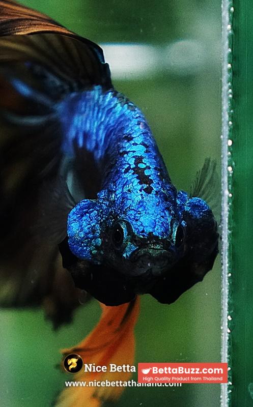 Betta Fish Blue Mustard Gas Feather tail OHM - Image 5