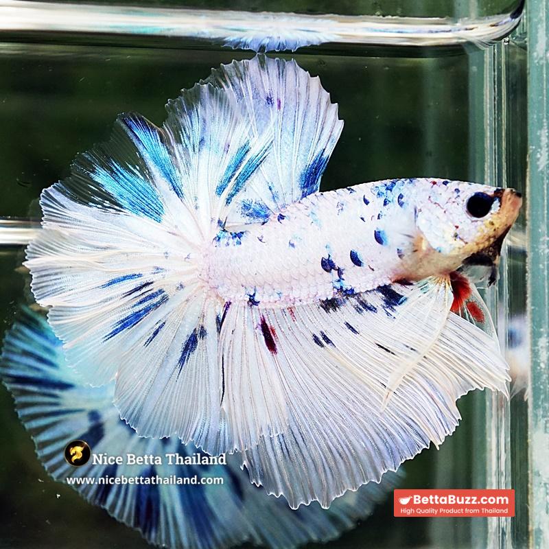 Betta Fish Prince Of The Frozen Sky Hawk OHM - Image 3