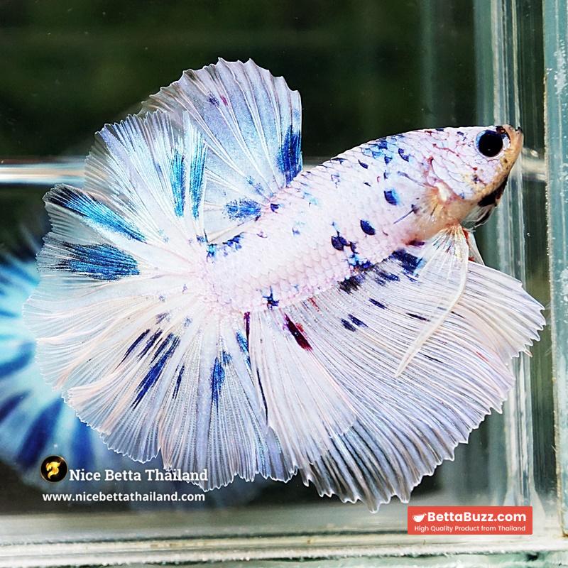 Betta Fish Prince Of The Frozen Sky Hawk OHM - Image 5