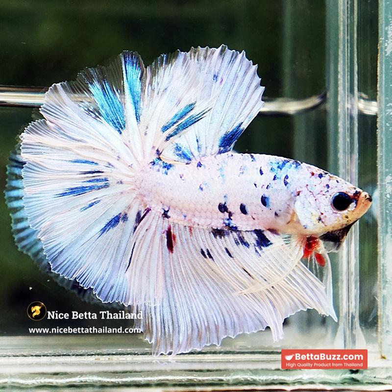 Betta Fish Prince Of The Frozen Sky Hawk OHM - Image 7
