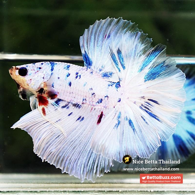 Betta Fish Prince Of The Frozen Sky Hawk OHM - Image 4