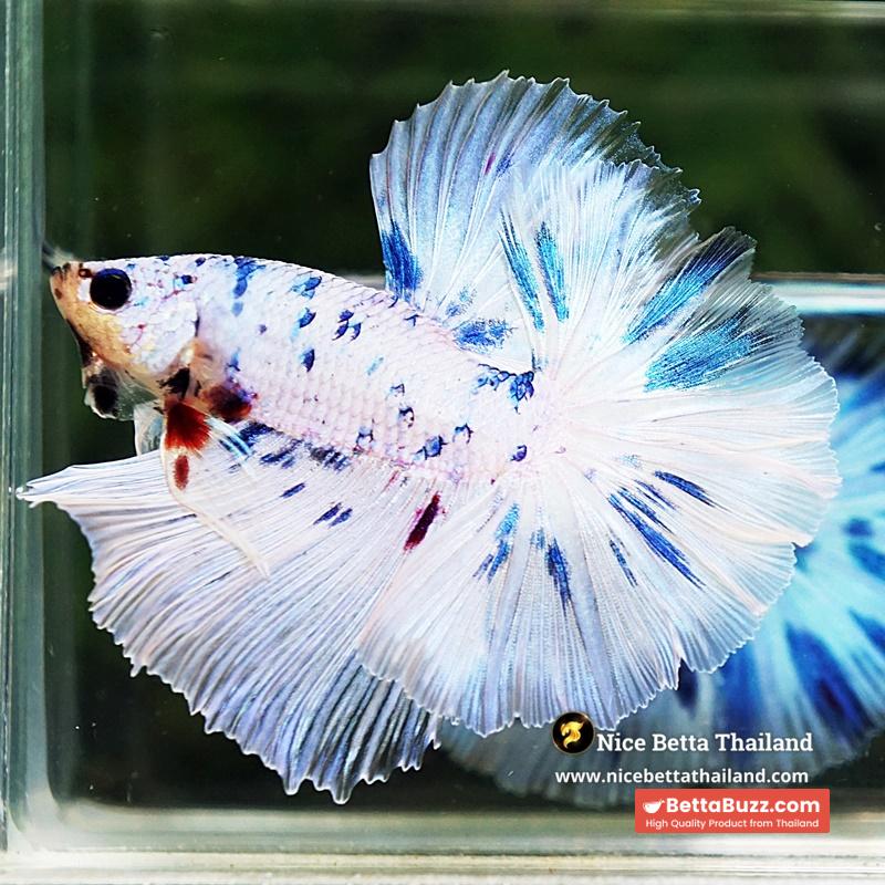Betta Fish Prince Of The Frozen Sky Hawk OHM - Image 2