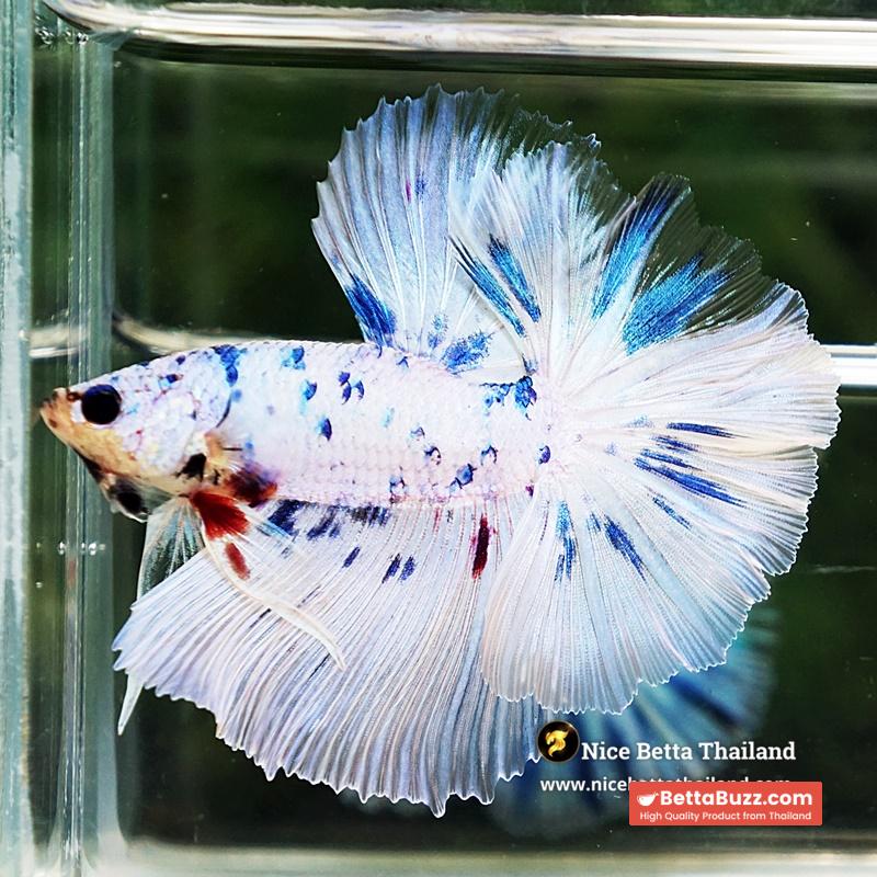 Betta Fish Prince Of The Frozen Sky Hawk OHM - Image 6