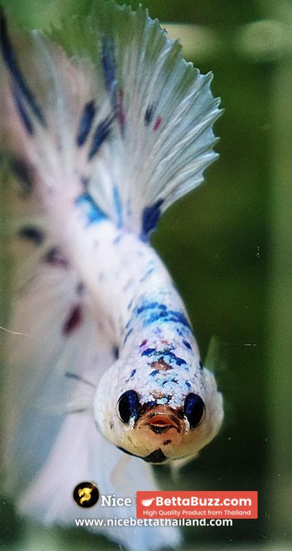 Betta Fish Prince Of The Frozen Sky Hawk OHM - Image 8
