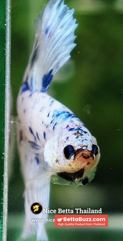 Betta Fish Prince Of The Frozen Sky Hawk OHM - Image 9