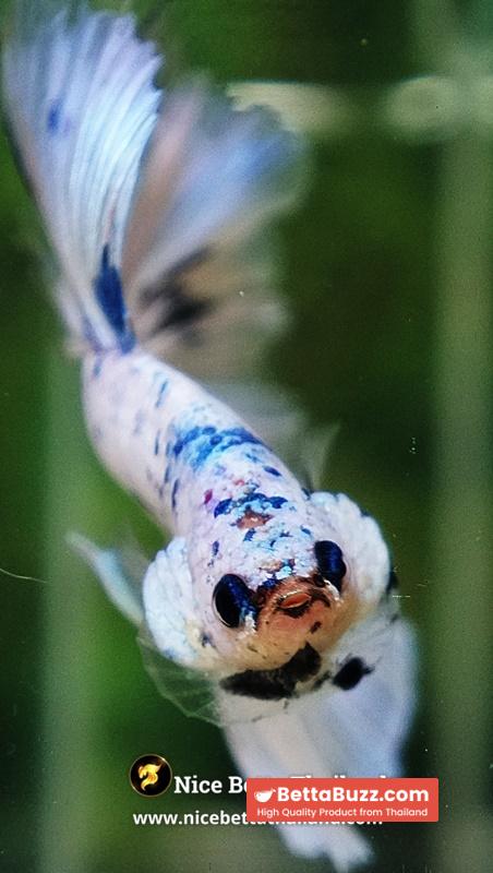 Betta Fish Prince Of The Frozen Sky Hawk OHM - Image 10