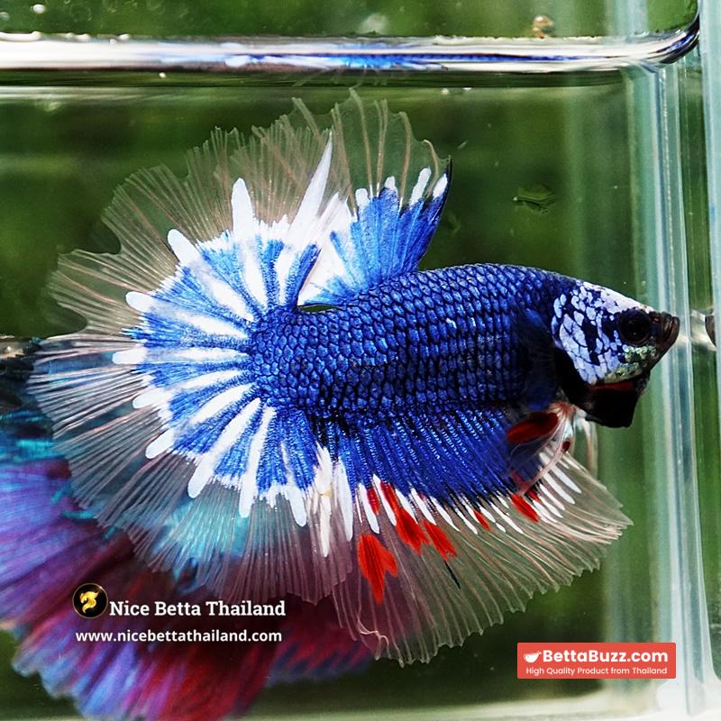 Betta Fish Blue Dragon Startail OHM