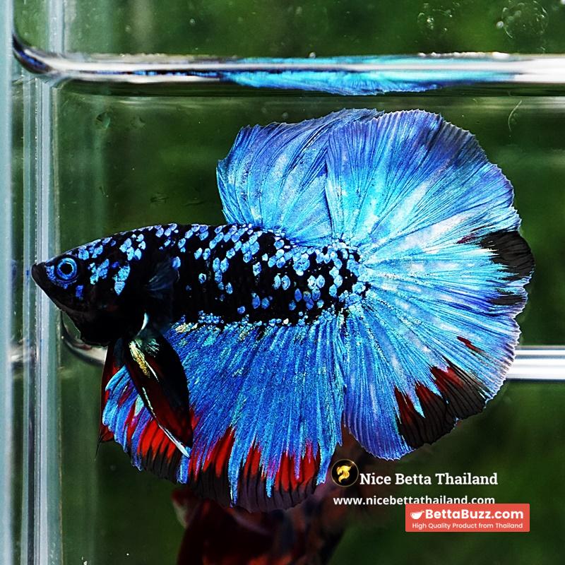 Betta Fish Avatar Nebular Blue Black Star (Rare) - Image 4