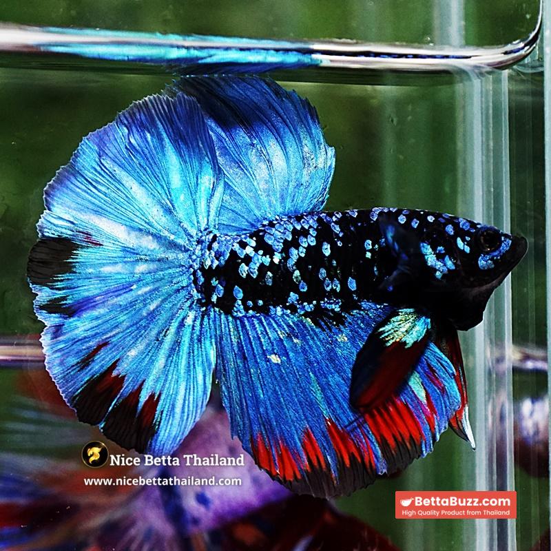 Betta Fish Avatar Nebular Blue Black Star (Rare) - Image 5