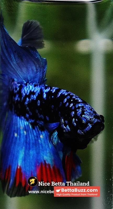 Betta Fish Avatar Nebular Blue Black Star (Rare) - Image 7