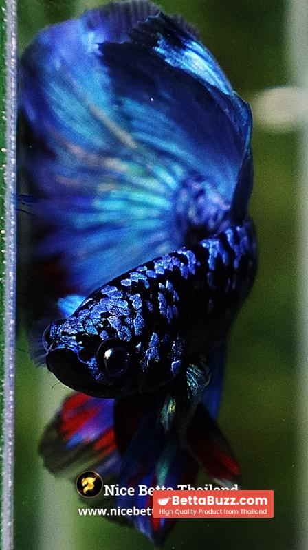 Betta Fish Avatar Nebular Blue Black Star (Rare) - Image 8