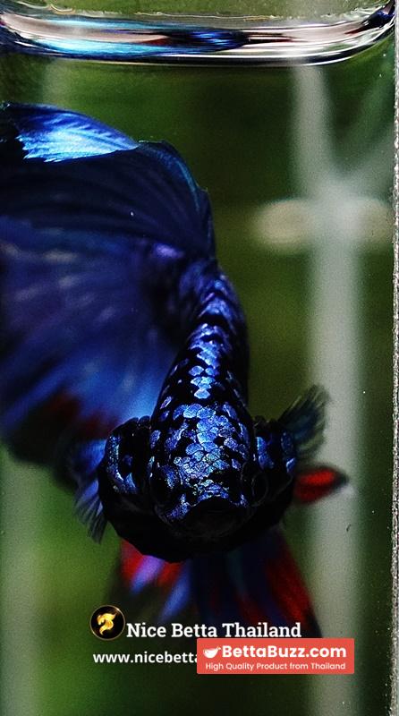 Betta Fish Avatar Nebular Blue Black Star (Rare) - Image 9